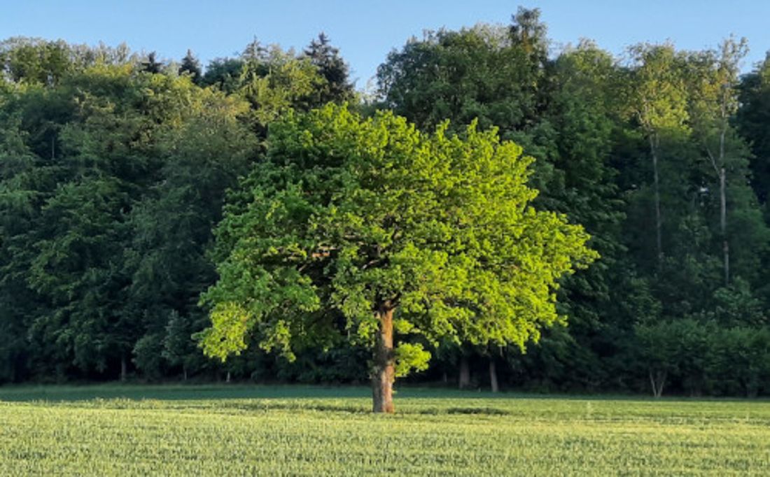 Baum_Frühling_web_1kj73zc166pt7.jpg