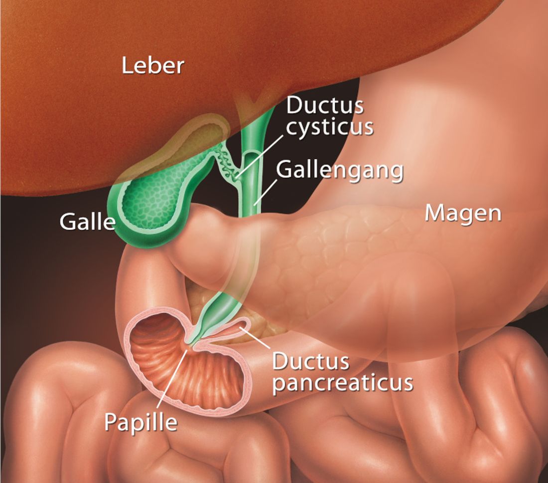 Gallenblase-web.jpeg